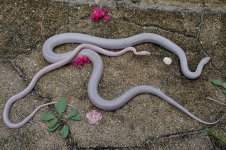 Hyacinth and Jola-3.jpg