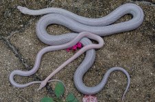 Hyacinth and Jola-4.jpg