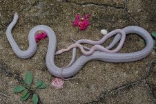 Hyacinth and Jola.jpg