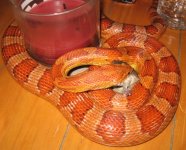 corn snake 003.JPG