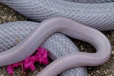 Hyacinth and Jola-5.jpg