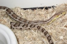corn snake 008.JPG