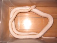 corn snake 004.JPG