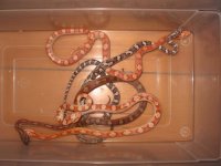 corn snake 006.JPG