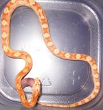 corn snake 018.JPG