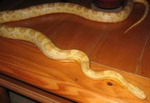 corn snake 014.JPG