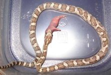 corn snake 017.JPG