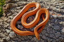 Firefly_Feb 2013-6.jpg