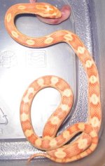 corn snake 019.JPG