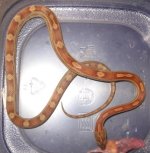 corn snake 020.JPG