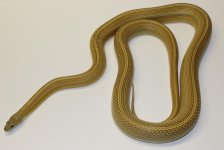 mini_IMG_2131 (2).JPG