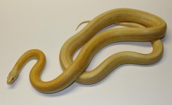 mini_IMG_2139 (2).JPG