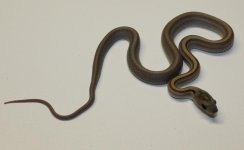 mini_IMG_2154 (2).JPG