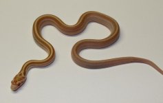 mini_IMG_2156 (2).JPG