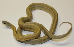 mini_IMG_2146 (2).JPG