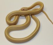 mini_IMG_2159 (2).JPG