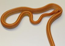 mini_IMG_2164 (2).JPG