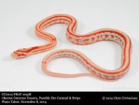 CC2014-FRAT-005M-11-8-2014.jpg