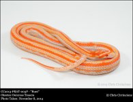 CC2013-FRAT-003-Runt.jpg