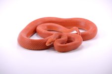 female Cayenne Fire.JPG