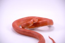 male cayenne fire.JPG