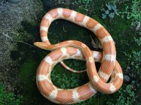 snake 1.jpg