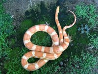 snake 2.jpg