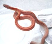 normal stripe2.jpg