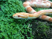 snake 3.jpg