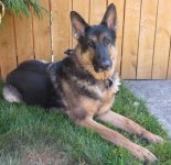 koda (2).JPG