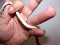 Wild brown snake 2.JPG Wild brown snake 2.JPG
