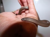 Wild brown snake 4.JPG Wild brown snake 4.JPG