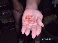 5th baby cornsnake 002.JPG
