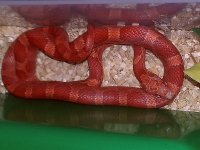 Bloodrayne 3.12.jpg