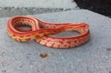 snakes jan 2014 1014.jpg