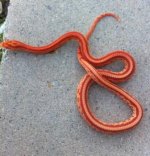 snakes jan 2014 109.jpg