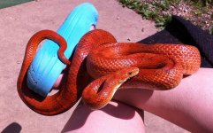 Flame 51-even smaller.jpg