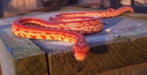snakes jan 2014 1019.jpg