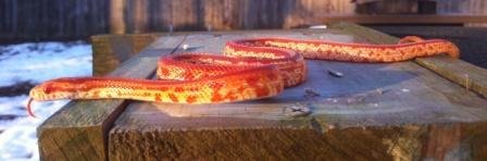 snakes jan 2014 1023.jpg
