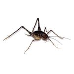 spricket.jpg