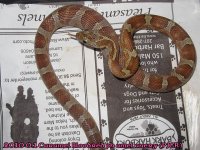 2010 0.1 Caramel Bloodred ph am anA.jpg