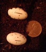 SiaHur eggs1.jpg