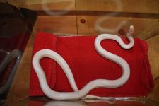 IMG_2793.jpg