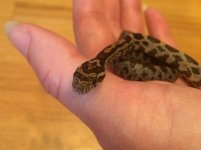 hatchling4.jpg