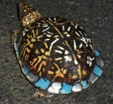 turt2.jpg