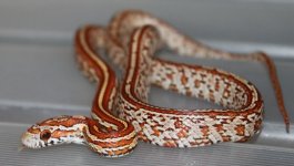 IMG_0053.JPG
