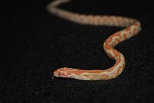 DSC_0275.jpg