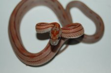 Dr. Tran 63012 (2).JPG