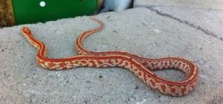 snakes jan 2014 1032.jpg