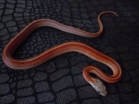 tessera motley stripe het caramel diffused hypo possible het cinder.jpg tessera motley stripe het caramel diffused hypo possible het cinder.jpg